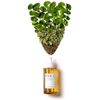 SKIN1004 Centella Ampoule 55ml / Centella Ampoule 55ml / Soothing 100% Deer Serum