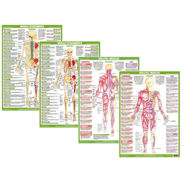 Muscle Anatomy Charts illustrating Superficial and Deep Muscles, Human ...