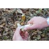 Esschert Design Mushroom Knife with Brush