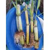 Sprouted Sugarcane Plants, 5 Live Plants