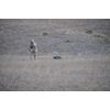 Lucky Duck Yote Coyote Decoy