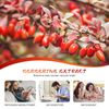 (2 Pack) Premium Berberine HCL Extract , Healthy Cholesterol, Anti-inflammatory