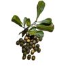 Water Oak Acorns