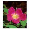 Alpine Rose Stem Cell Peptide~ Collagen Boost Solution