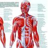 Anatomical Worldwide Trigger Points Laminated Chart