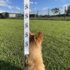 'Artichoke' Dog Lead/Leash (DL00014134)