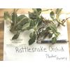 Rattlesnake Orchid 5 roots perennial