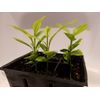 One tree plant meyer lemon NON GMO ORGANIC 3"-5"