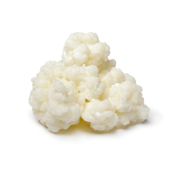 10g of Superior Strain Certified Organic Milk Kefir Grains by RawCultures® Certified Organic