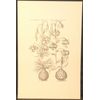 Black & White Botanical Print Martagon Pomponij Praecox Multiflorum  Sweert