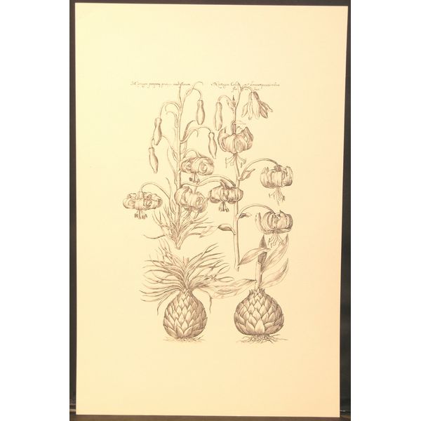 Black & White Botanical Print Martagon Pomponij Praecox Multiflorum  Sweert