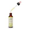 Bach Original Flower Remedy Chestnut Bud 20 ml