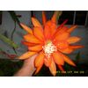 EPIPHYLLUM ORCHID CACTUS      +++TELE+++