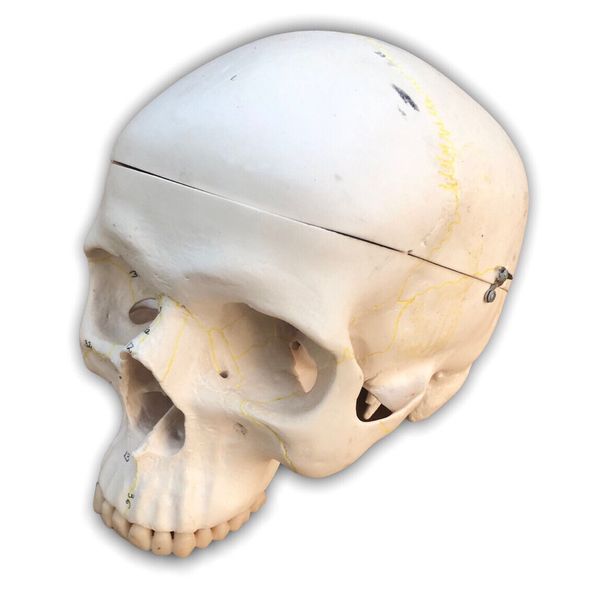 Classic Human Skull Model 3B Scientific GmbH 1986-05 Realistic Halloween