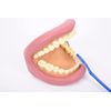 TickiT 03083 Giant Teeth Demonstration set