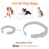 Dog Replacement Collar