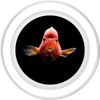 Blood Parrot Cichlid PopSockets PopGrip for MagSafe