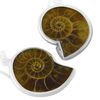 Starborn authentischer Ammonit versteinert Ohrringe 925 Sterling Silber