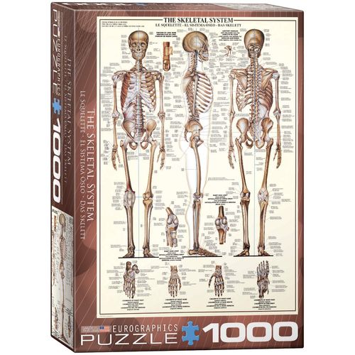 EuroGraphics Skeletal System (Chart) Puzzle (1000-Piece) (6000-3970) , Brown