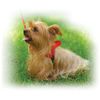 Ultrahund 'Freedom' No-Pull Harness, Small, Orange