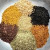 Immune Strength w/ Chaga | Concentrated Tincture