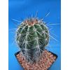 Tucson Tools Goognice Saguaro Cactus 5" to 10" Tall 8 to 10 Years Old (Shipped Bare Root!)