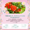 Lulululun Face Mask Pack, Hakone Lulun (Gentle Rose Scent), 7 Pieces x 4 Bags