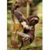 Badger, Sloth, Marmot - 3D Lenticular Postcards - Three 4x6 Greeting Card