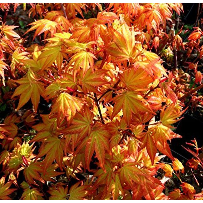 Akane Japanese Maple 2 - Year Live Plant