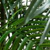 8FT Artificial Areca Palm Tree UV Resistant (Indoor/Outdoor). Retail $369