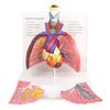 HADWYN Human Respiratory System model,anatomy models human body