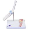 3B Small Joint Model Elbow Joint Mini Model with Cross Sectional Relief Stand (A87-1)
