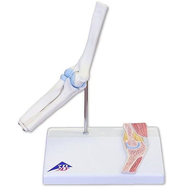 3B Small Joint Model Elbow Joint Mini Model with Cross Sectional Relief Stand (A87-1)