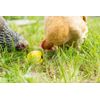 Lixit Chicken Feed Toy