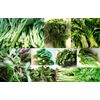 brain booster supplements - ORGANIC GREENS - ginger vitamin supplement 3 BOTTLE
