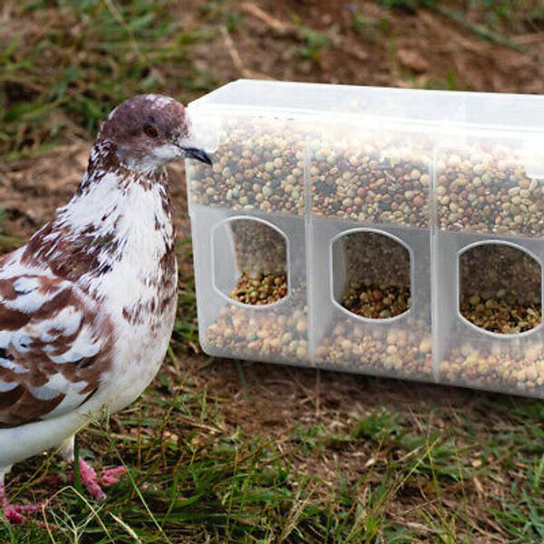 Bird Cage Food Dispenser Clear Feeder Homing Pigeon Hanging Backyard Birding New