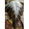 AUTHENTIC Colocasia Horus  1 bulbs