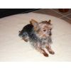 ProMagnet Magnetic Therapy Pet Pad. Washable, Removable Cover.