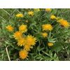 10+ Dandelion plants Wild Organic Non GMO Heirloom