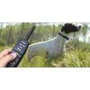 Express Trainer Remote Dog Trainer Xtra Collar FACTORY DIRECT From HIGH TECH PET