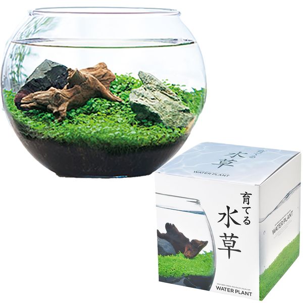 Seishin Pottery GD-813 Spring/Summer/Autumn Aquarium Aquatic Plant Cultivation Kit, Loose Growing Set, Free Research, Large, Pot Diameter 6.3 inches (16 cm), Growing Aquatic Plants, Moss Terrarium,