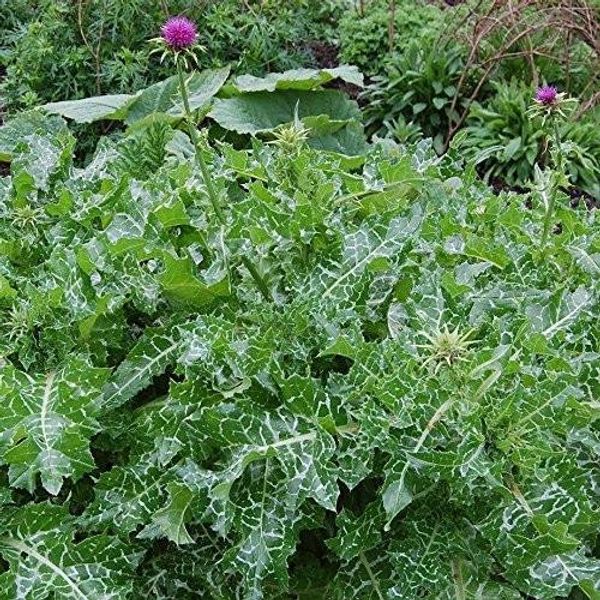 Milk Thistle Seeds (Silybum marianum) 15+ Rare Medicinal Heirloom Herb Seeds