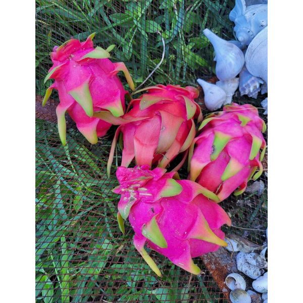 Pink / White Dragonfruit Seeds / ORGANIC / FLORIDA GROWN (50)