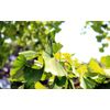 ekurekutexikku Gingko (ginko) MG X 135 Capsules E024
