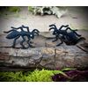 (Set of 2) Black Ant, Facing Left & Right, Bugs, Insects, Embroidered, Iron-on Patch