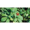 200 Panax Ginseng Extract Capsules 80% Ginsenosides, 500 mg Boost Energy/Memory