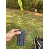 Tea Plant | Camellia sinensis | Black, Oolong, Green Tea