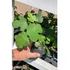 Fignomenal Dwarf Fig Tree – Dwarf Fig Plant – Self Fertile