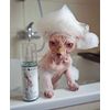 Kotomoda Probiotic Shampoo for Sphynx Cat (4.05)