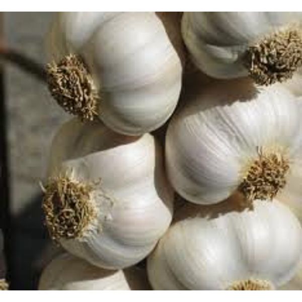 Fresh Garlic / Lasan - 1lb